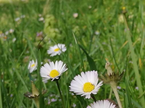 Danna en Hamelin: Flora, Bellis perennis, #naturaleza