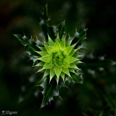 Ulises Dantes en Hamelin: Flora  (Tafí Viejo), Carduus nutans, Flor de cardo en diferentes etapas.