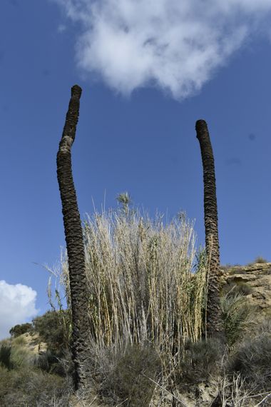 Solerantonio2 en Hamelin: Paisaje  (Carboneras), Coinsidencias visuales