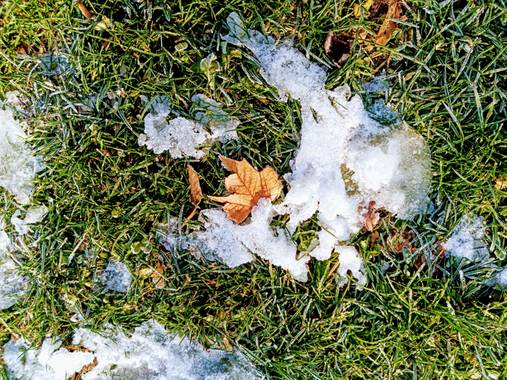 Marimer1512 en Hamelin: Flora  (Zamora), Restos de hojas de otoño en la nieve#parwue del castillo en Zamora#Zamora#invierno20