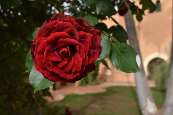 Solerantonio2 en Hamelin: Flora  (Almería), Planta