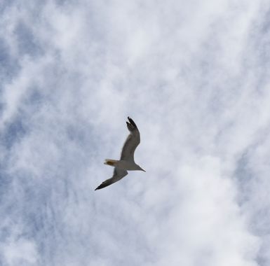 Solerantonio2 en Hamelin: Fauna  (Comarca de la Costa Granadina), Pati amarilla