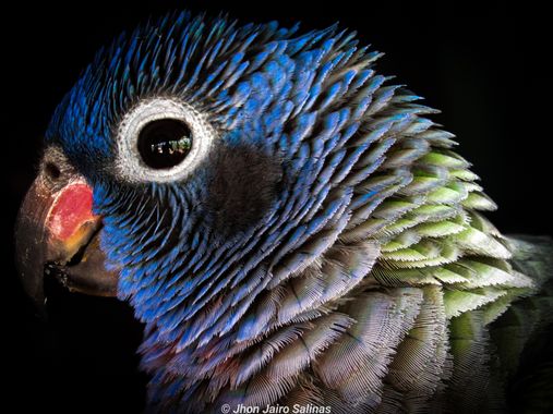 Jhonjairosalinas2016 en Hamelin: Fauna  (Vistahermosa), Pionus menstruus (Linnaeus, 1766), #tierradelzocay
#amorporlasaves
