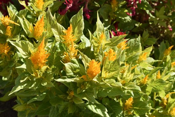 Solerantonio2 en Hamelin: Flora  (Carmona), Celosia argentea, Planta