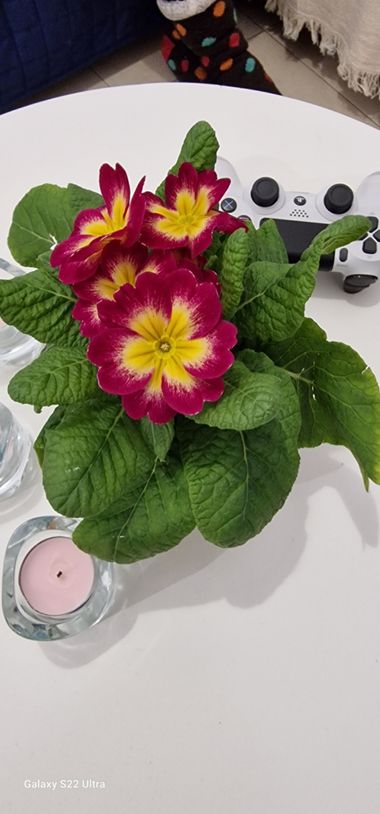 Lgonzalez.luis en Hamelin: Flora, #planta 
