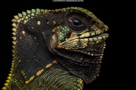 JaredMoreno59 en Hamelin: Fauna 