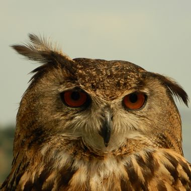 Javi Baron  en Hamelin: Fauna, Bubo bubo (Linnaeus, 1758), En la sierra de Cádiz, un #buho real descansa plácidamente. #ave #buhoreal #faunasalvaje #aves 