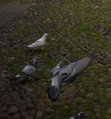 Solerantonio2 en Hamelin: Fauna  (Córdoba), Aves