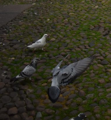 Solerantonio2 en Hamelin: Fauna  (Córdoba), Aves