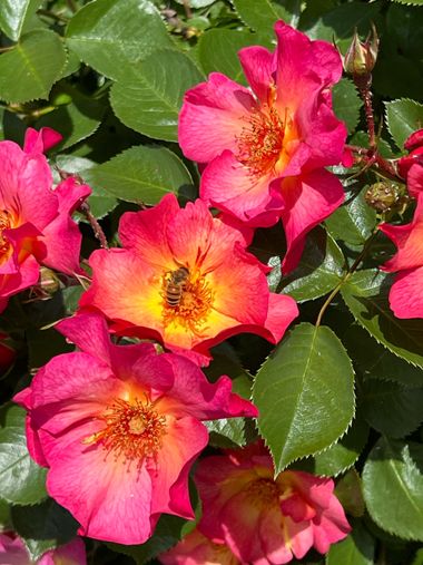 Eudimer20 en Hamelin: Flora, #flower