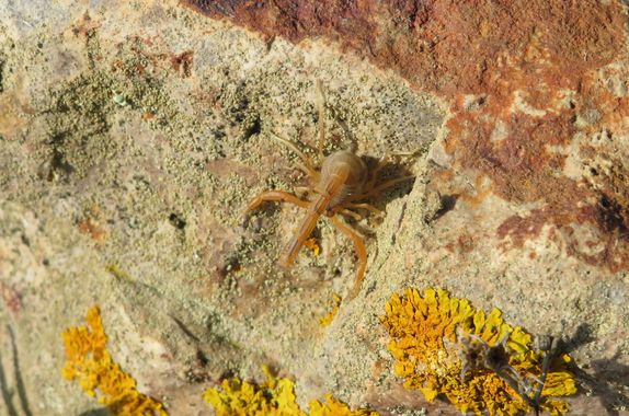 Solerantonio2 en Hamelin: Fauna  (Níjar), Alacran amarillo