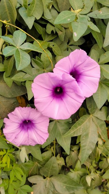 Solerantonio2 en Hamelin: Flora  (Almeria), Ipomoea cairica, Planta