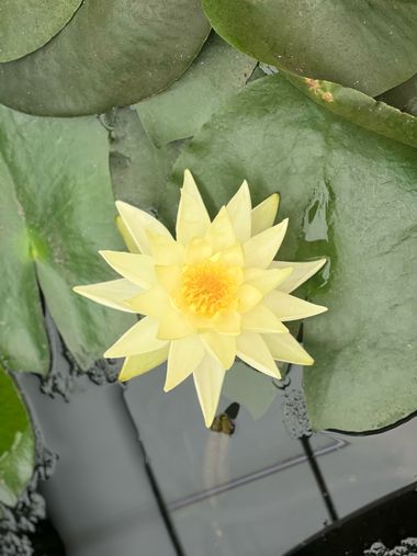 claudiasanchez62 en Hamelin: Flora, Nymphaea mexicana, #flores 