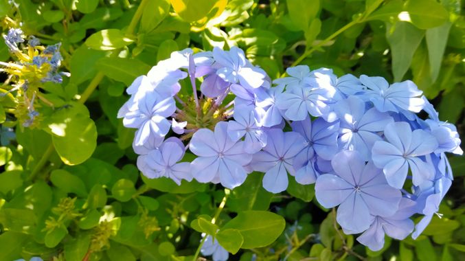 Solerantonio2 en Hamelin: Flora  (Almeria), Plumbago auriculata, Planta