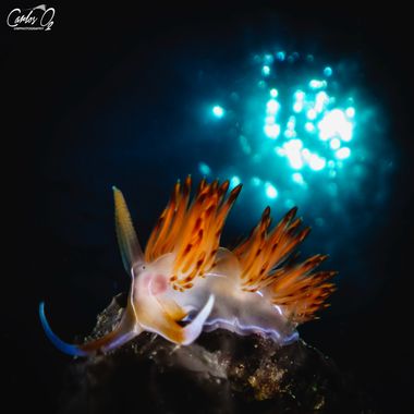 carlos__o2 en Hamelin: Fauna  (Jávea)