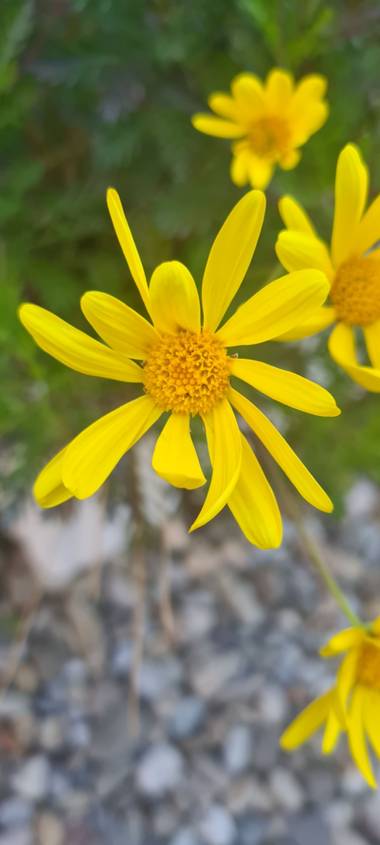 Lauratduch en Hamelin: Flora  (El Vendrell), Llego la primavera#fotomovil#el vendrell