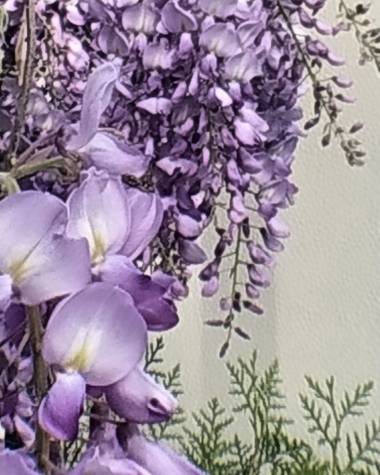 soniagallego71 en Hamelin: Flora, Wisteria sinensis, #naturephotography #nature #naturaleza#natura#flowers #flores #flors#fleurs #primavera #primavera2021...