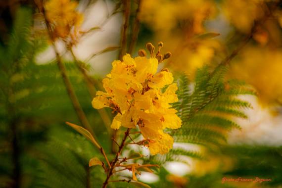 Greta franco beguan en Hamelin: Flora, Peltophorum pterocarpum, #Photos #Pictures 
#Photography 
#Fotografias
 #Photographs 
#Naturaleza 
#Nature #Natural...