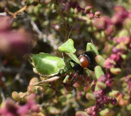 Solerantonio2 en Hamelin: Fauna  (Cabo de Gata), Insecto