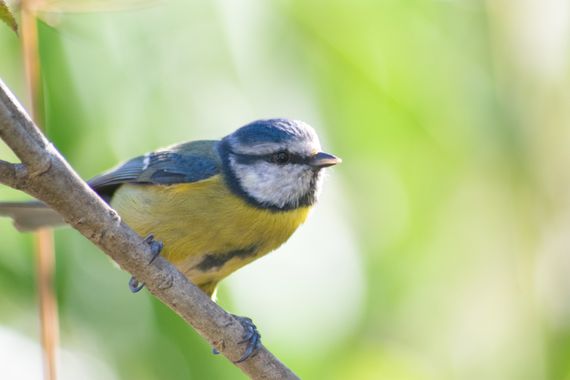 Alvaromsfco en Hamelin: Fauna  (El Madroño), #pajaros #aves #fauna 