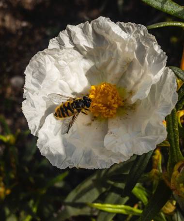 Jumolo01 en Hamelin: Flora  (Sevilla la Nueva), Cistus ladanifer, Las avispas
