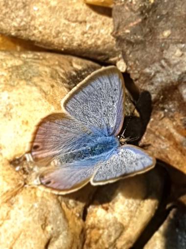 Eva.160968 en Hamelin: Fauna  (Orense)