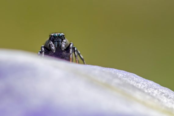 Ignicapillus en Hamelin: Fauna  (Llavorsí), Nubes en los ojos de la araña

17 de junio 2023, salida a los Pirineos catalanes occidentales (Arestui). Este s...