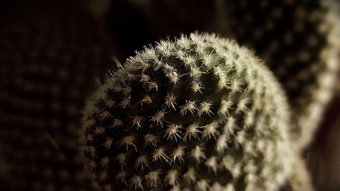 zruthcarolina en Hamelin: Flora  (Cochabamba), #cactuslover #flora #naturaleza 
