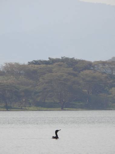 olaya96fg en Hamelin: Fauna  (Nakuru), #Aves21
