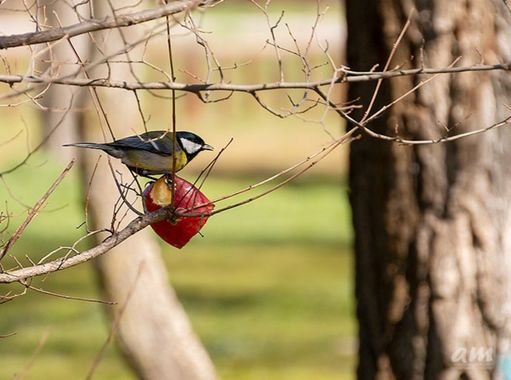 Martinezantonio.correo en Hamelin: Fauna  (Madrid), Parus major Linnaeus, 1758, #aves
