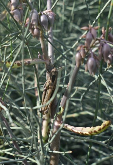 Solerantonio2 en Hamelin: Fauna  (Almería), Insecto