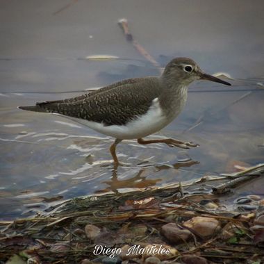 Diego en Hamelin: Fauna  (Zaragoza), Actitis hypoleucos (Linnaeus, 1758), #andarrioschico #aves #zaragoza #canonphotography 