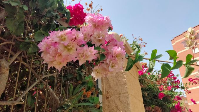 Solerantonio2 en Hamelin: Flora  (Almeria), Planta