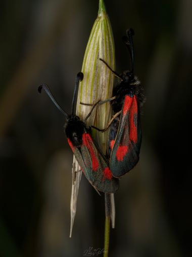 Luis Miguel González en Hamelin: Fauna, #macro 