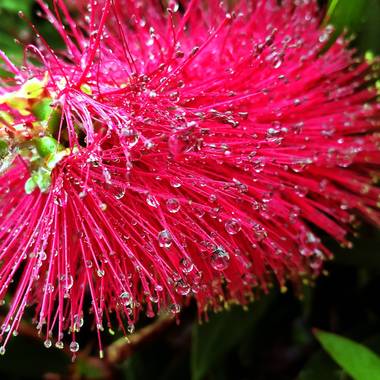 Georginaag en Hamelin: Flora  (Palafolls), #flora21 #flower #raindrops #drops 