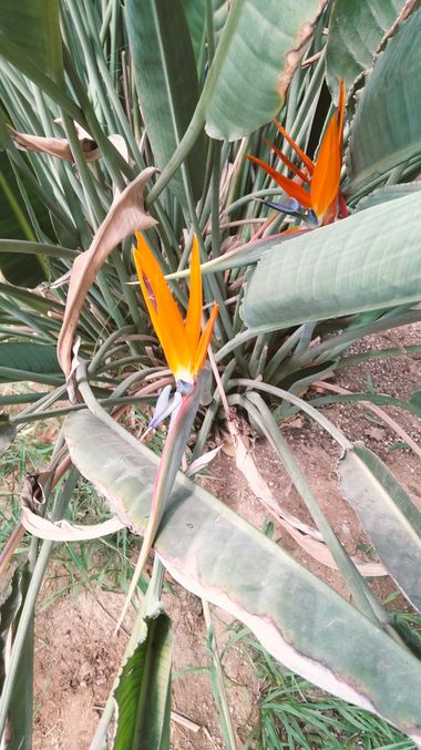 Solerantonio2 en Hamelin: Flora  (Almeria), Strelitzia reginae, Ave del paraiso