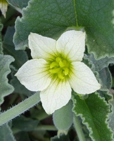 urihuetor en Hamelin: Flora  (Huétor Tájar), Ecballium elaterium, Flor del pepinillo del diablo #flora #flor #pepinillodeldiablo 