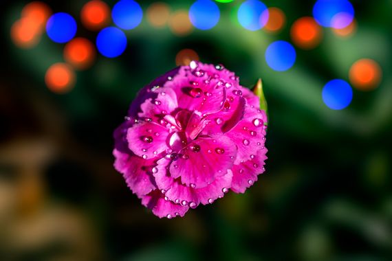 manuel.torres1 en Hamelin: Flora  (El Vendrell), #flor  #jardines  #planta  #botánica  