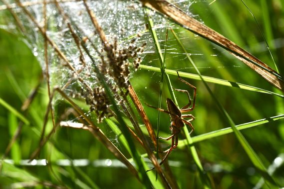 Olga.t.g76 en Hamelin: Fauna  (Mandayona), #spider #arañas #macroworld #macro_captures_ #macro_vision #macro_insects #macromood 