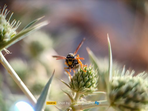 HappyFeet72 en Hamelin: Fauna  (Madrid), Vespa es un género de himenópteros eusociales conocidos popularmente como avispones por su gran tamaño, que cuenta...