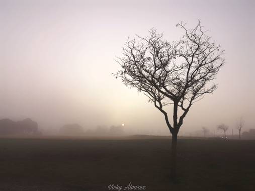 Vicky Álvarez  en Hamelin: Paisaje  (Zaragoza), Amanecer con niebla
#zaragoza
#paisaje
#niebla
#sol
#arbol 