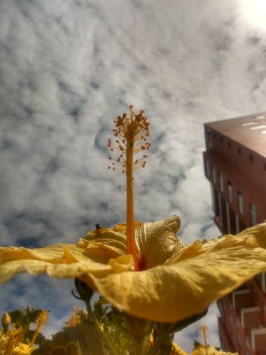 Zaynab en Hamelin: Flora  (Bogotá, D.C.), Lo que mira la flor