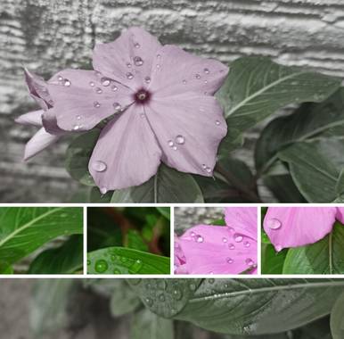 Pisc.LopezMarce en Hamelin: Flora  (Tame), Catharanthus roseus, #floracolombiana 
#hamelinflora 
#hamelin21