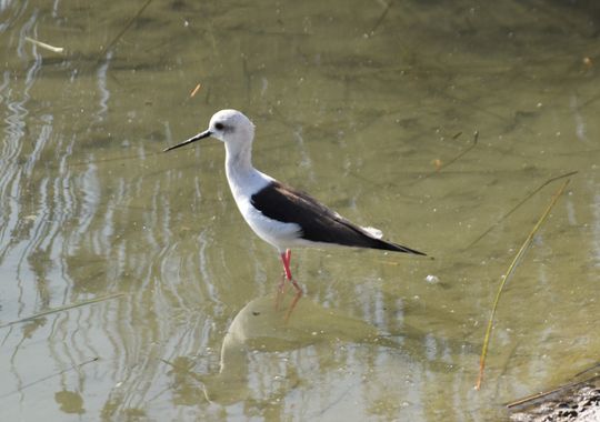 Solerantonio2 en Hamelin: Fauna  (Almería), Himantopus himantopus (Linnaeus, 1758), Cigüeña comun