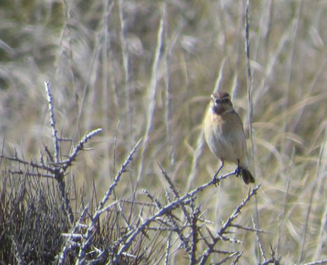 Solerantonio2 en Hamelin: Fauna  (Níjar), Ave