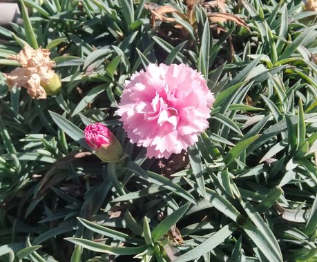 Solerantonio2 en Hamelin: Flora  (Vícar), Dianthus caryophyllus, Planta
