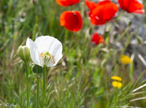 fdhphotos en Hamelin: Flora  (Titulcia), #flora21 