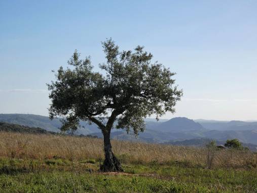 mariale en Hamelin: Paisaje, 📸 #marialemdza
Provincia de Zamora, primavera 2021.
#Naturaleza #paisaje #paisajes #landscape #BellezaNatural  #Naturaleza #...