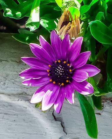 Lola.arlandi en Hamelin: Flora  (Badalona), Osteospermum ecklonis, #flora21 