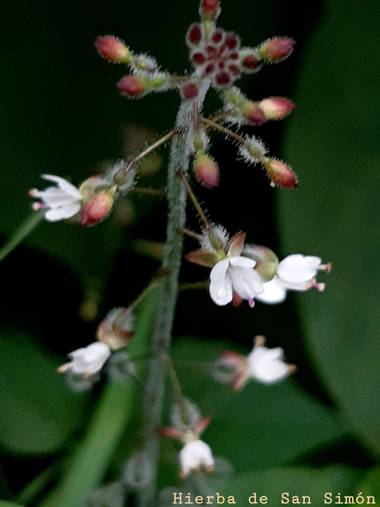 Mpinfante en Hamelin: Flora  (Vilaboa), Circaea lutetiana, U